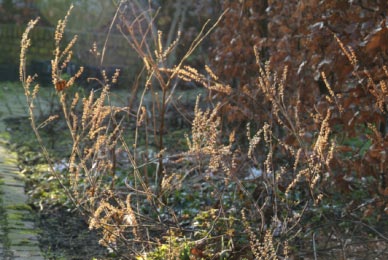 Teucrium scorodoniaValse salie bestellen
